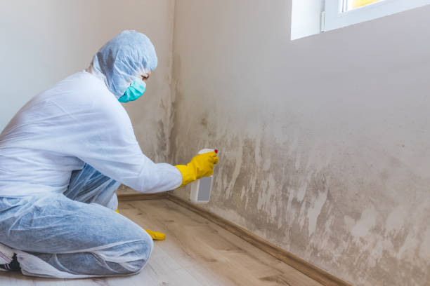 Licensed Mold Testing service in Williamsburg, PA - WQB Mold Removal
